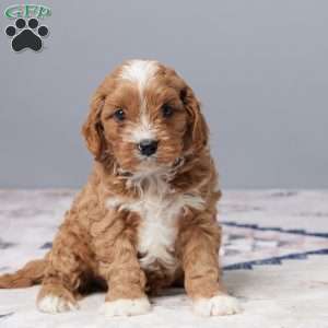 Oliver, Cavapoo Puppy